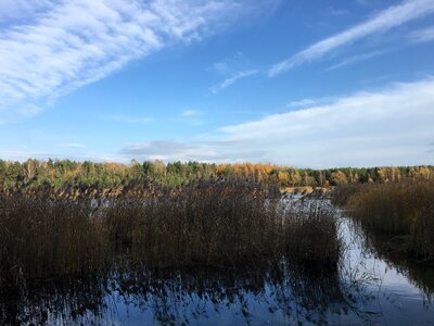 November tree lake photo