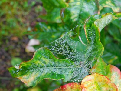 Spider web leaves