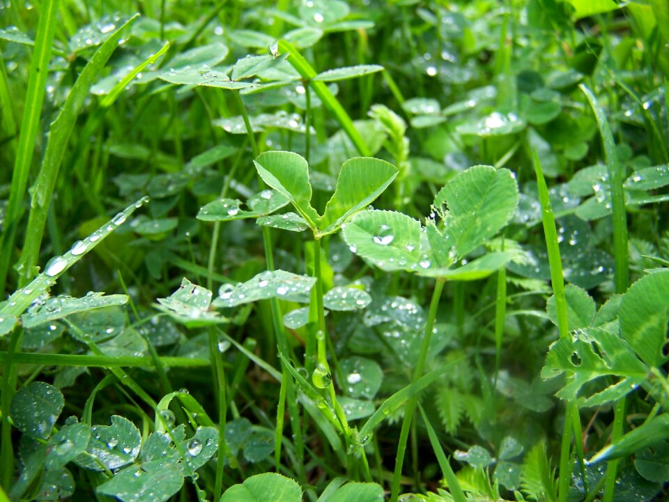 Grass green drops photo