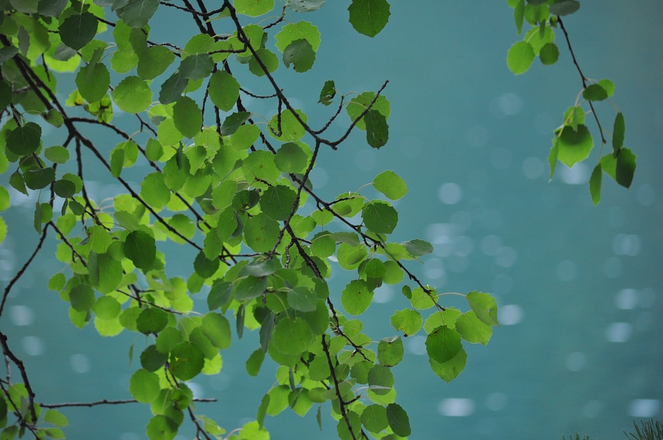 Emerald plant nature