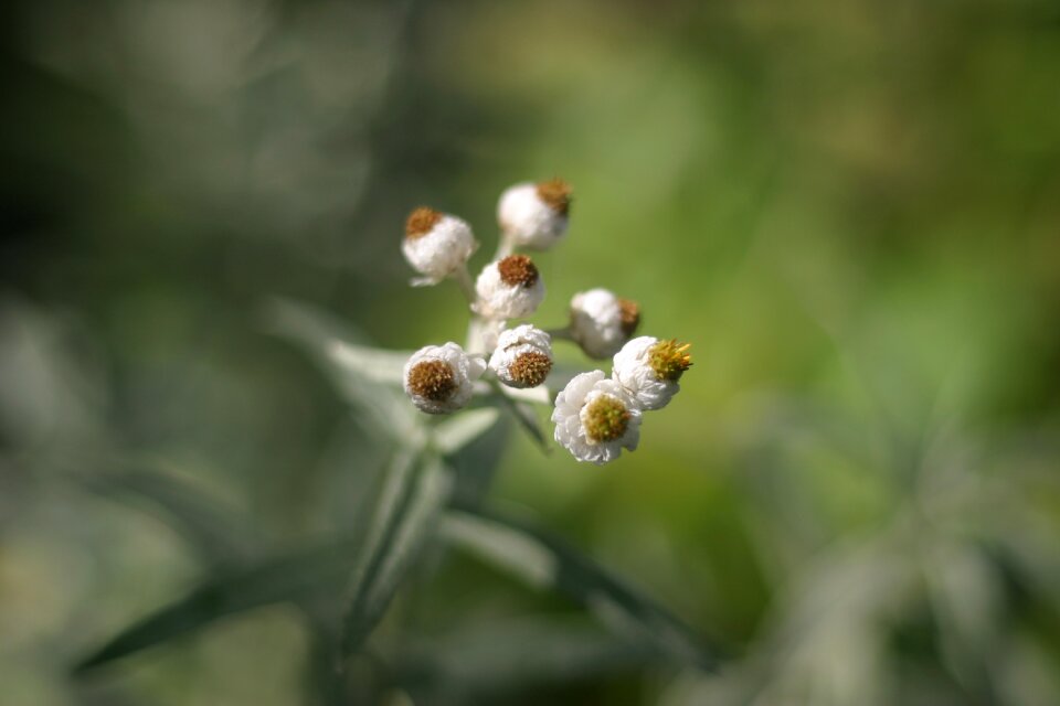 Plant nature bloom