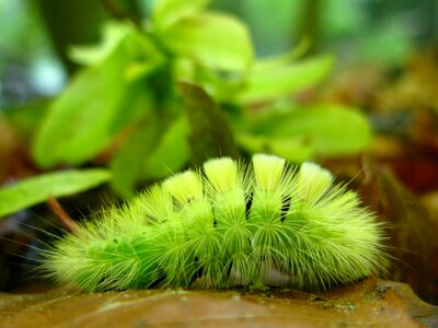 Caterpillar book track walk butterfly caterpillar photo