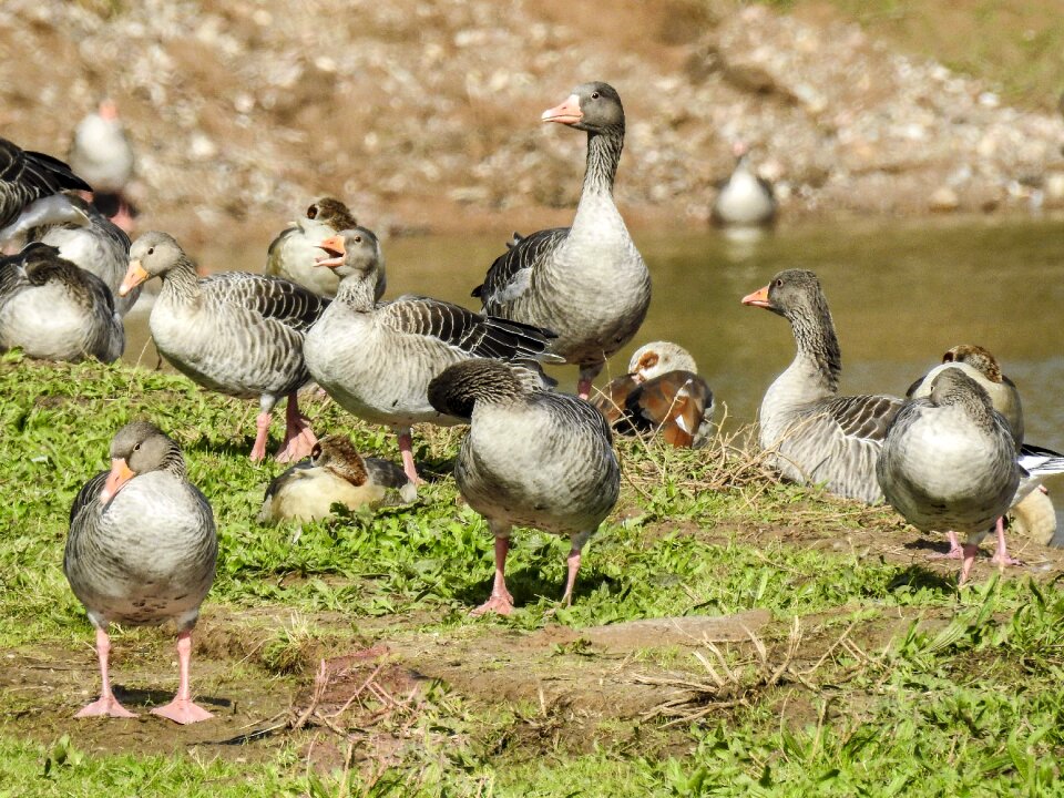 Bird nature animal