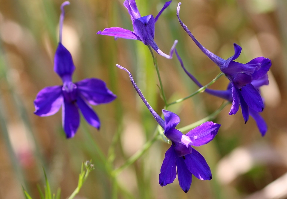 Blossom bloom violet