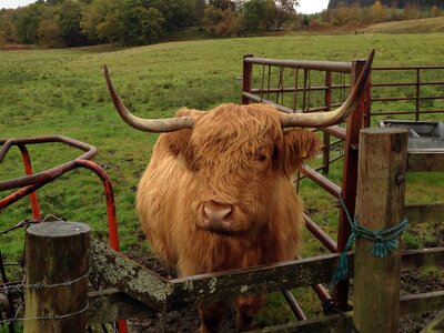 Scotland hairy horns
