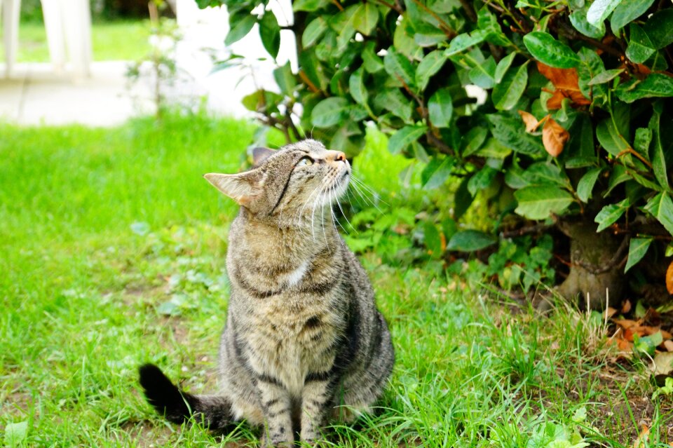 Curious black garden