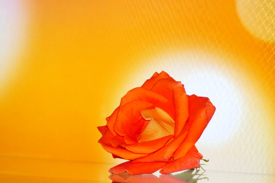 Detail the flower background