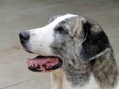 Animal pedigree shepherd