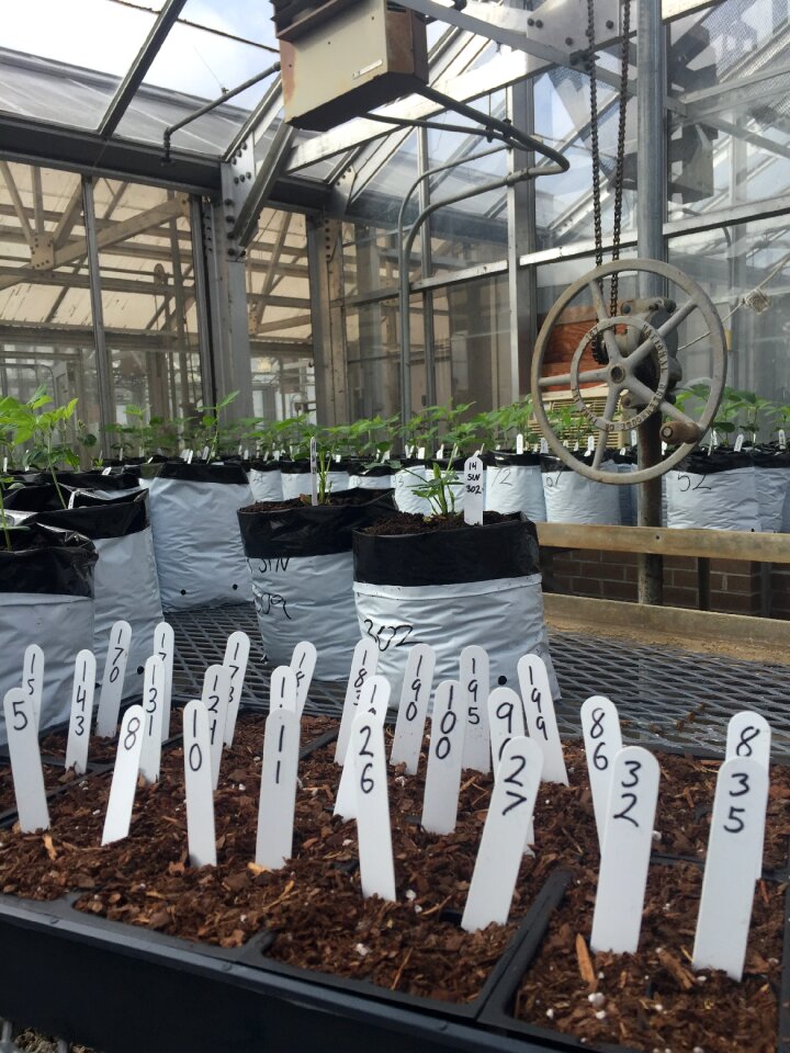 Gardening agriculture nature