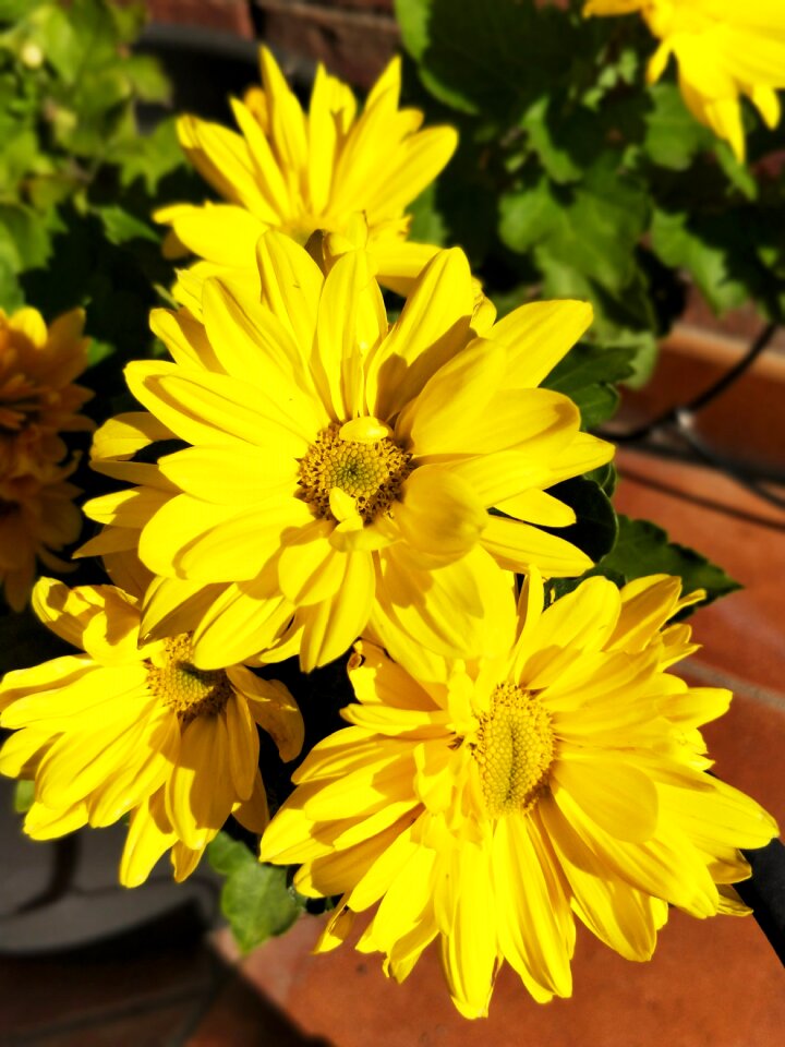 Flower yellow daisy