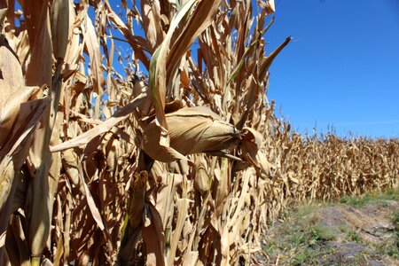 Harvest cereals grain