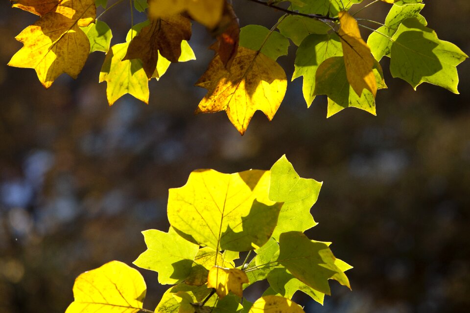 Landscape the leaves leaves