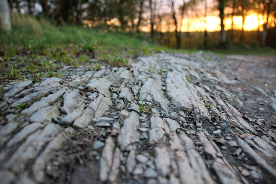 Hiking perspective forest floor