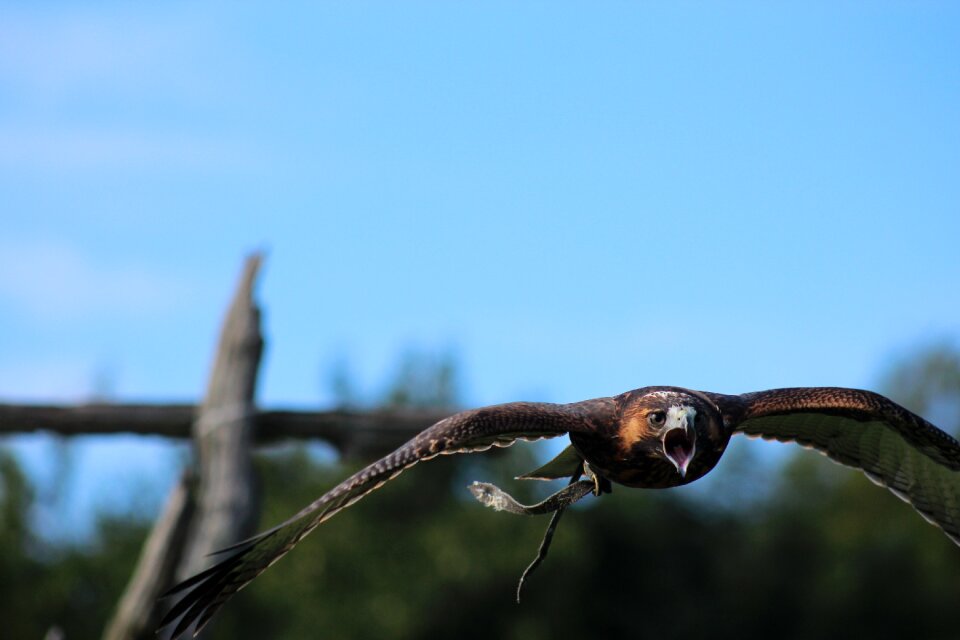Nature animal flying