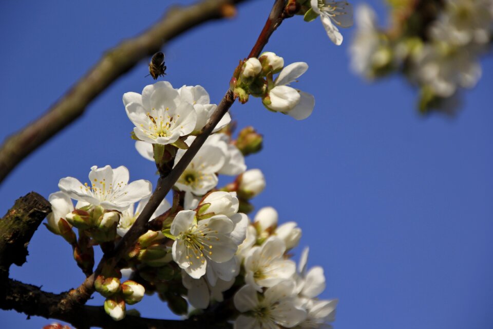 Fruit blue nature
