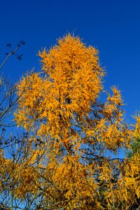 Yellow leaves poland autumn gold photo