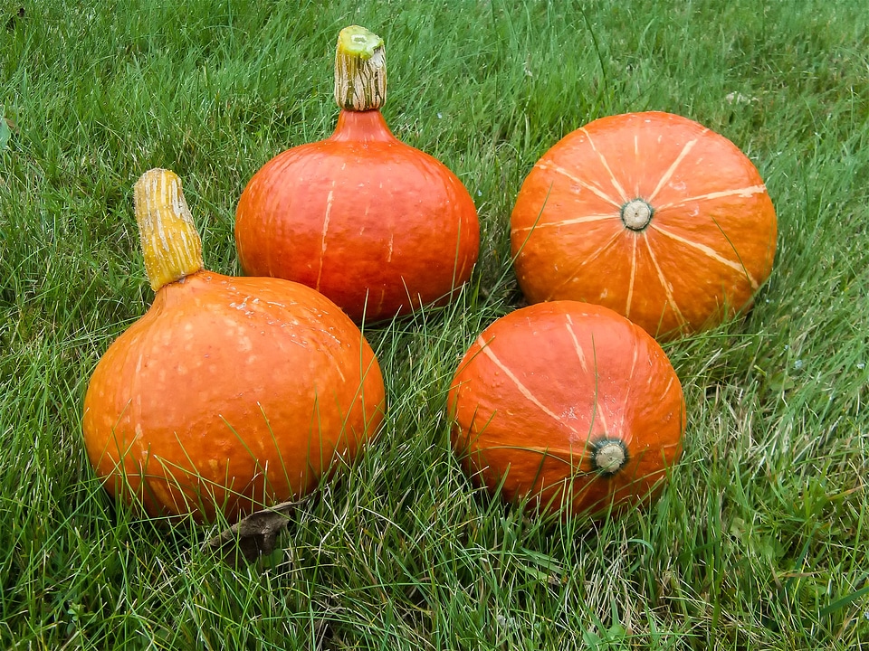 Pumpkin orange harvest