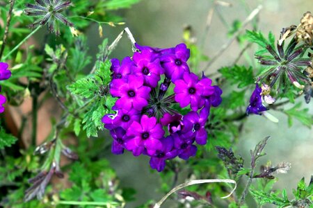 Purple flower nature floral