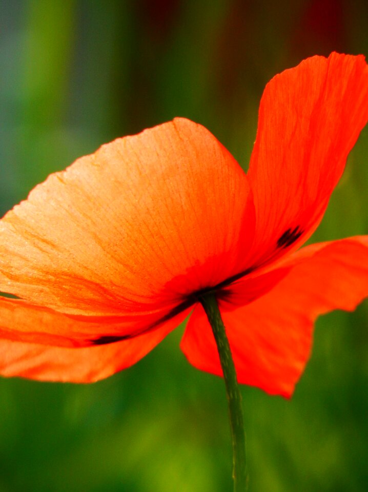 Blossom red soft