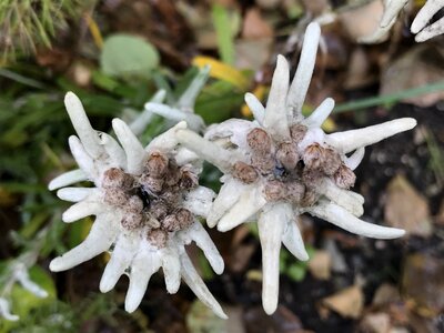 Flower plant
