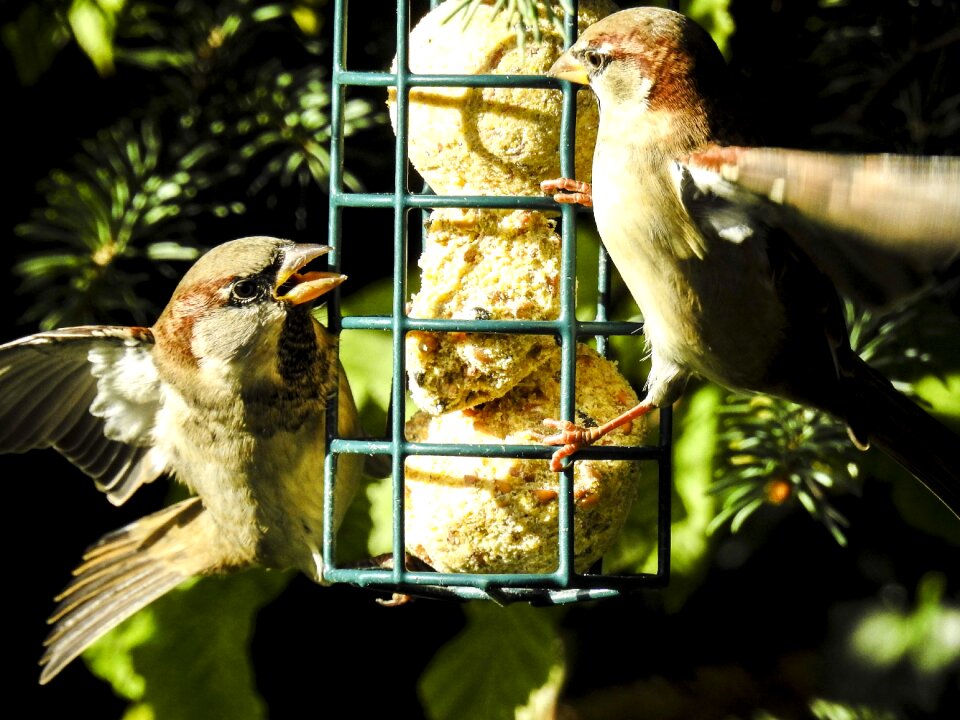 Songbird garden bird nature