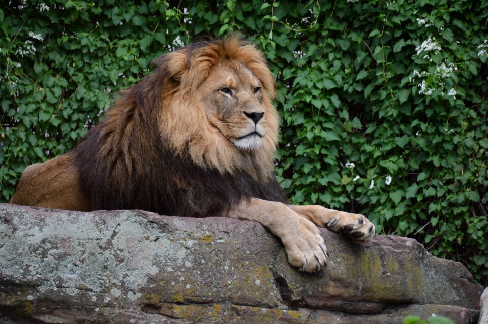 Big cat zoo animal photo