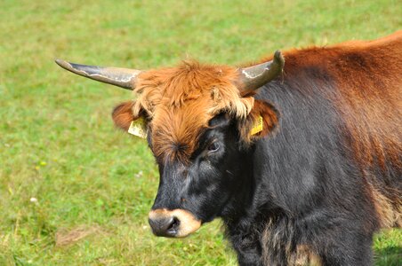 Horns cattle beef