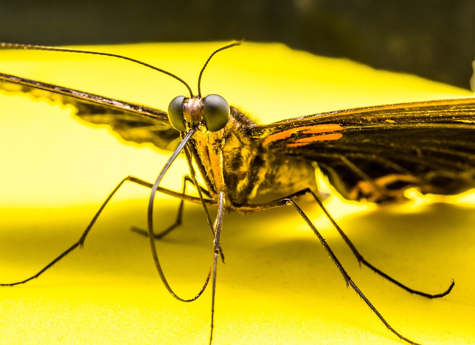 Butterfly insect Free photos