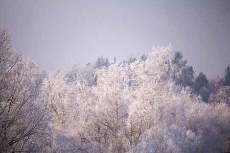 Cold white wintry photo