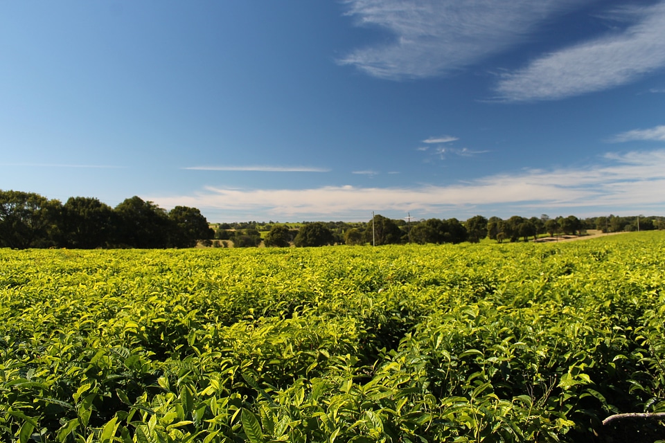 Field agriculture landscape