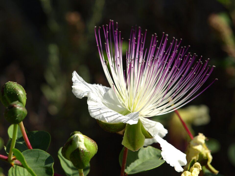 Nature mediterranean capparis