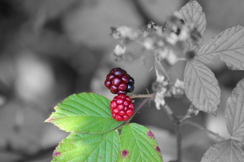 Close up black and white colorful
