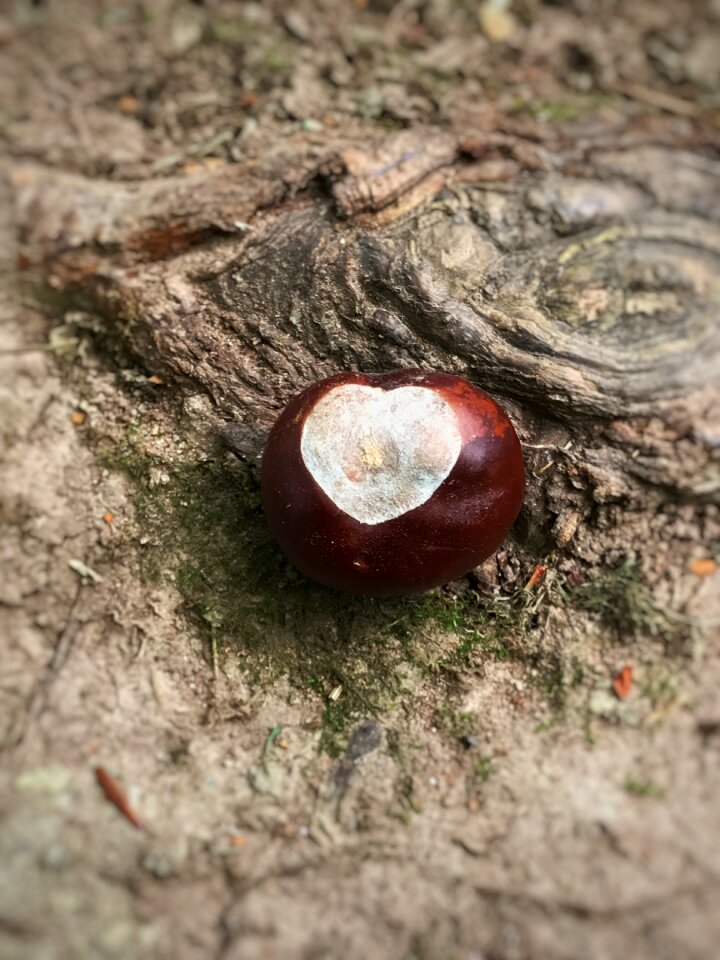 Seed autumn brown