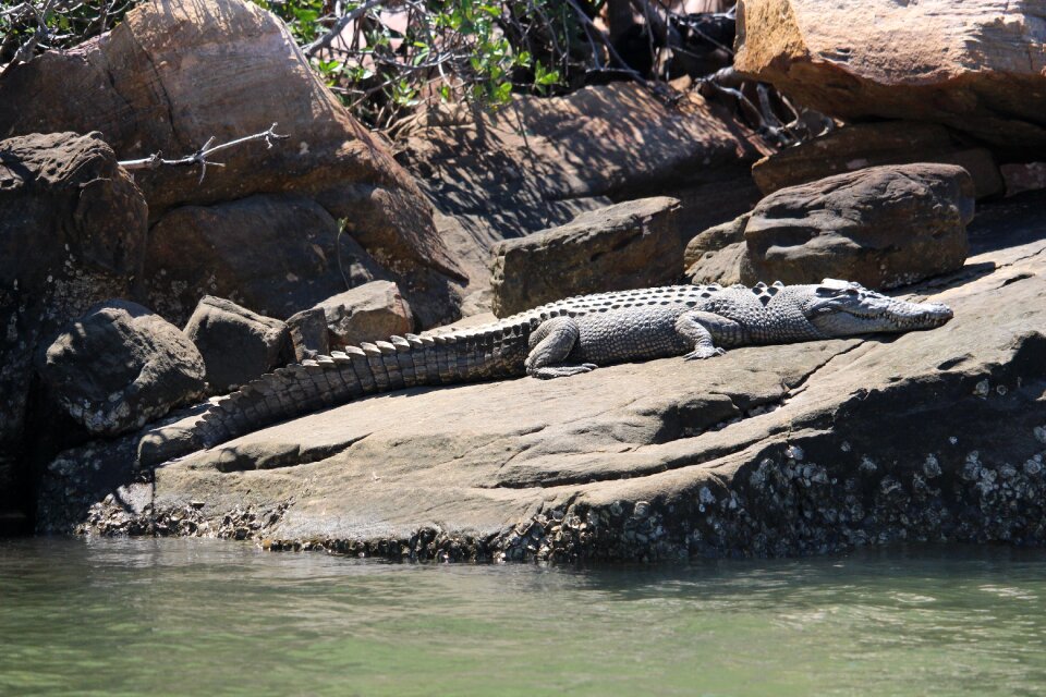 Australia crocodile