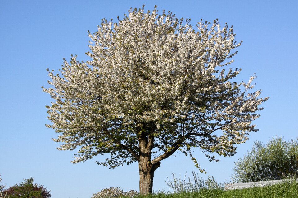 White flowers fruit tree
