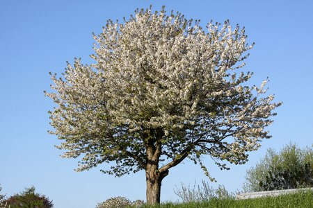 White flowers fruit tree