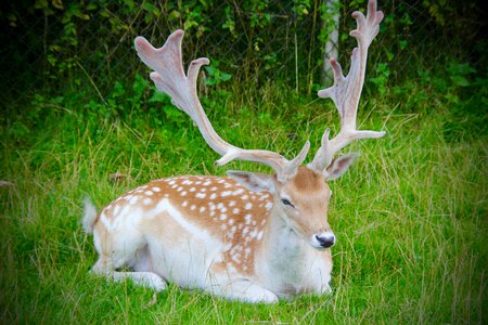 Animal stag male photo