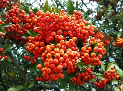 Nature landscape plants