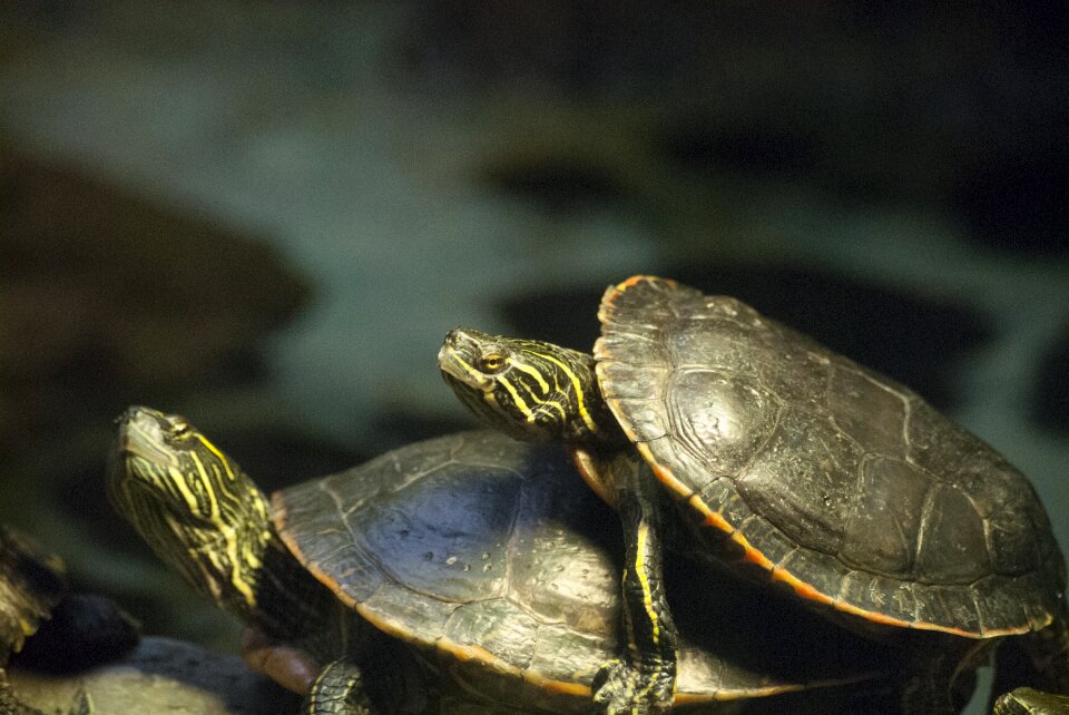 Wildlife reptile