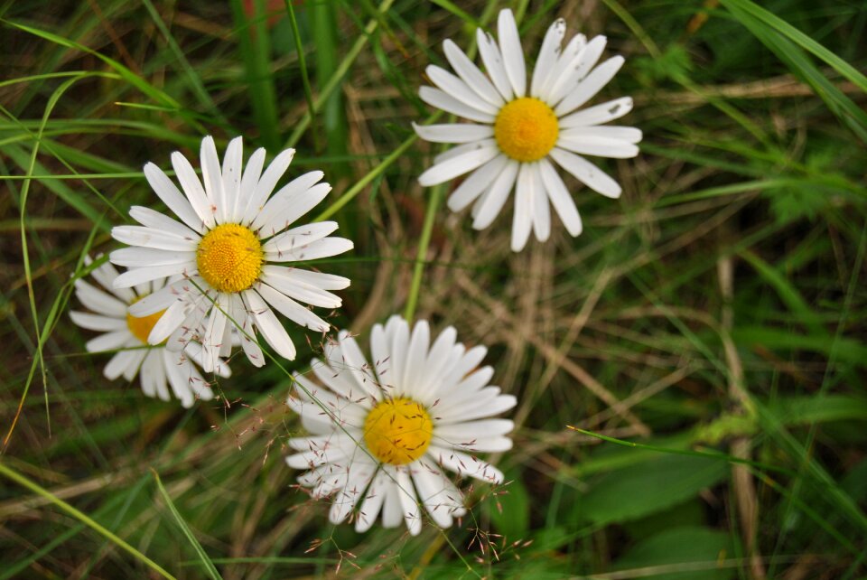Natural flower finnish summer