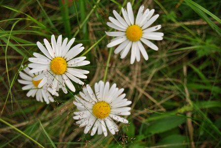 Natural flower finnish summer