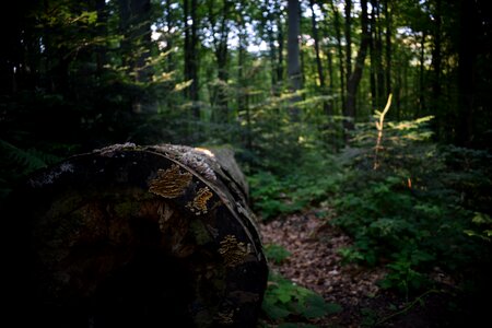 Log nature trunk
