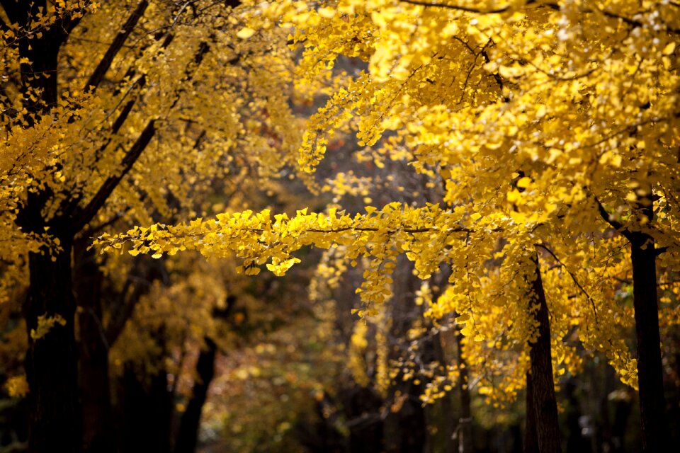 Yellow leaf the leaves