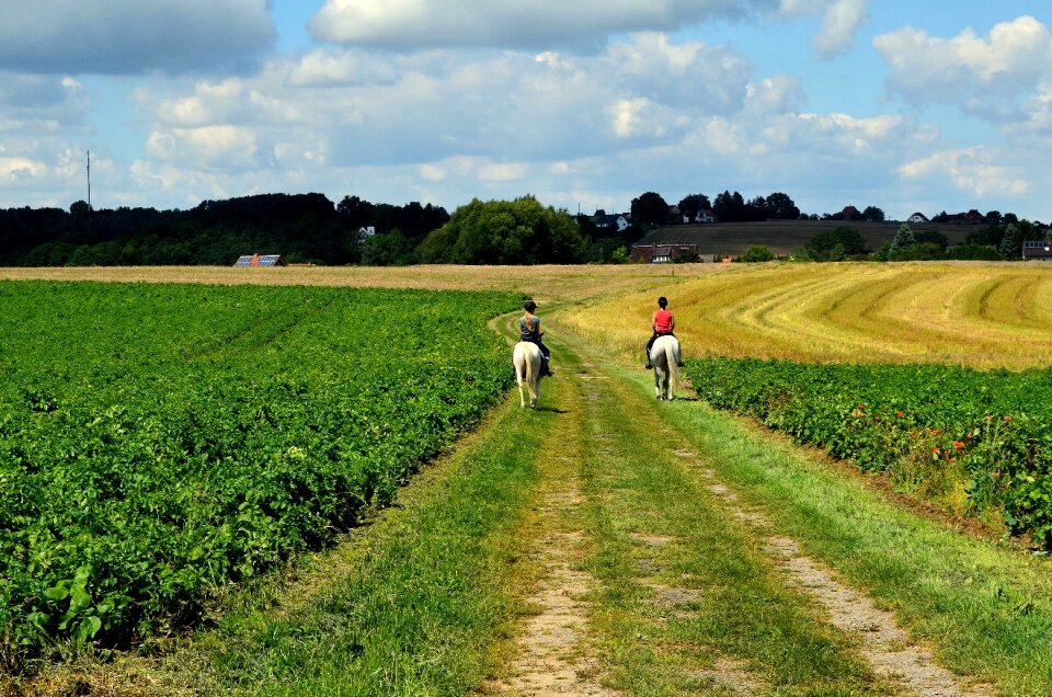 Reiter landscape horses