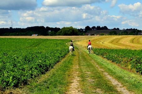 Reiter landscape horses photo