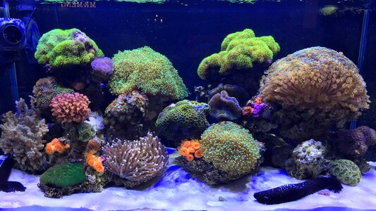 Aquarium marine coral