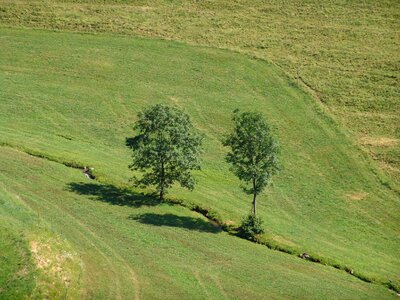 Landscape tree meadow photo