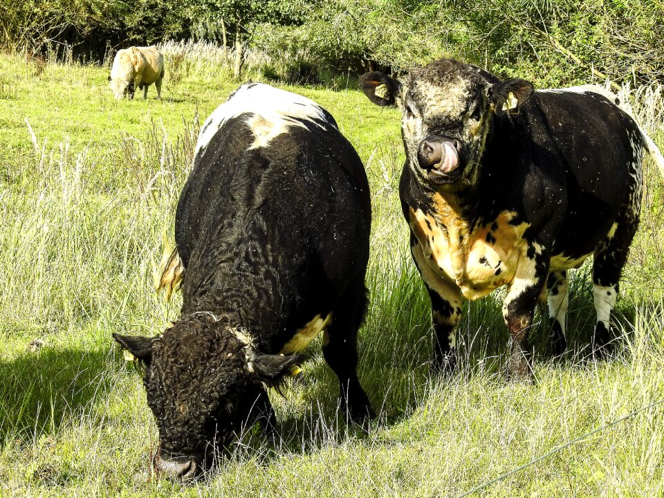 Weidetier animal nature