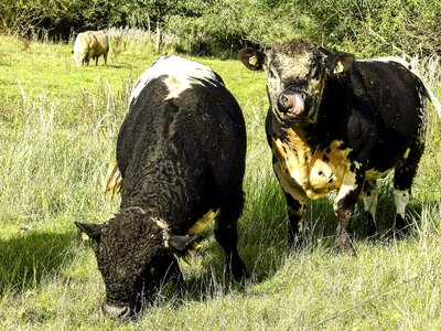 Weidetier animal nature