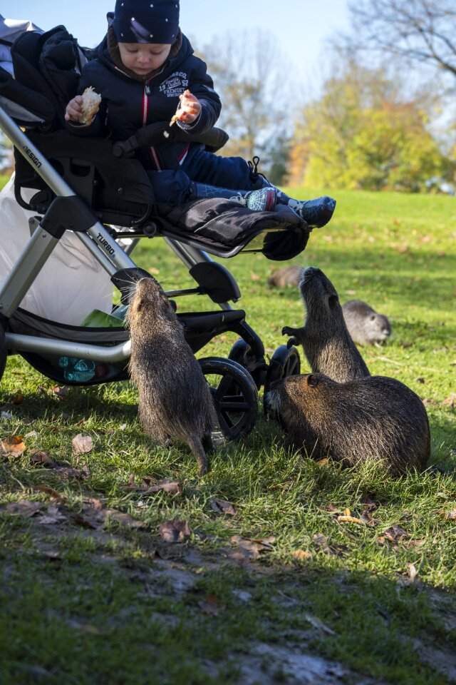 Mammal castor muskrat